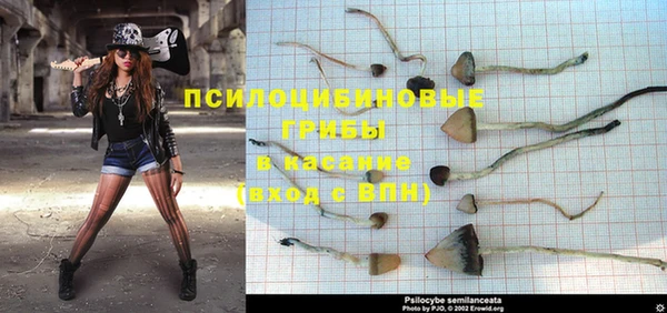 крисы Кодинск